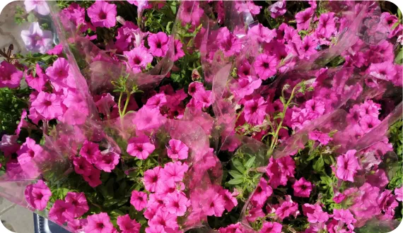 Supertunia Vista 